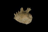 藏品(金口岩螺)的圖片